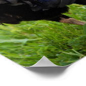 Vingerrooster Poster (Hoek)