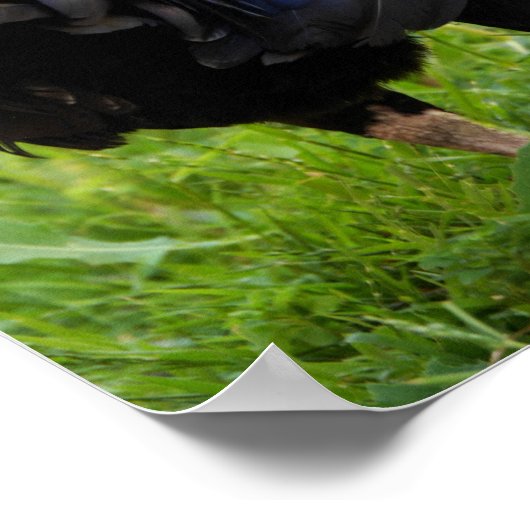 Vingerrooster Poster (Hoek)