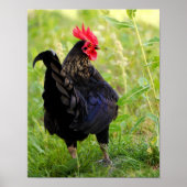 Vingerrooster Poster (Voorkant)
