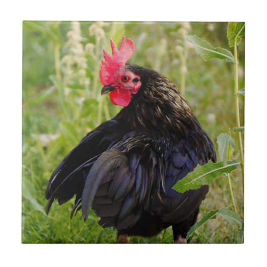 Vingerrooster Tegeltje (Voorkant)