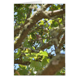 Vink