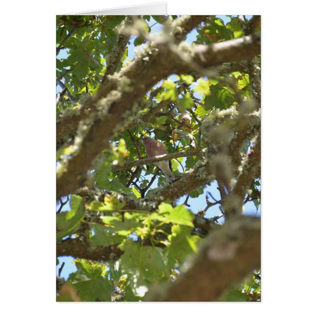 Vink (Voorkant)