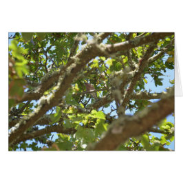 Vink