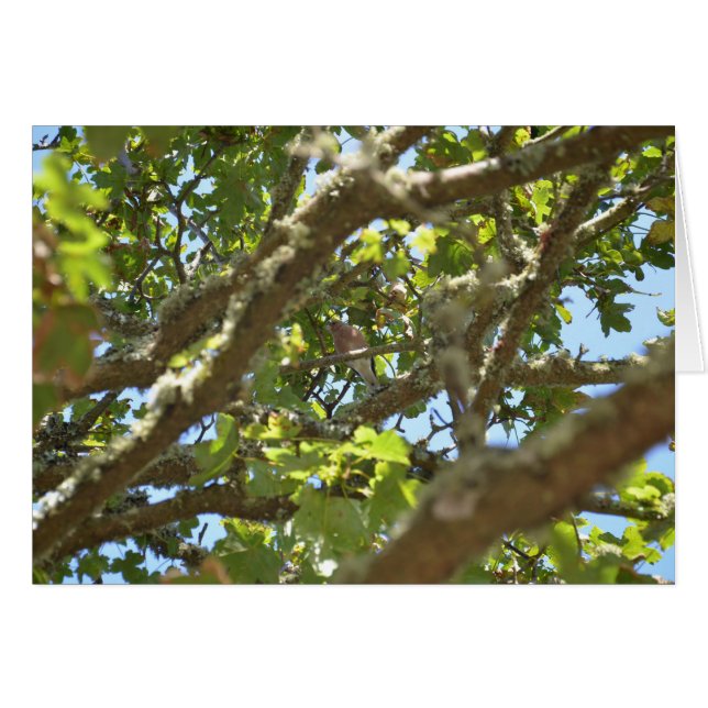 Vink (Voorkant Horizontaal)