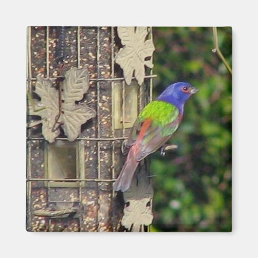 vink-1-feb5-06 magneet (Voorkant)