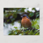 Vink ansichtkaart briefkaart (Voorkant)