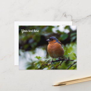 Vink ansichtkaart briefkaart