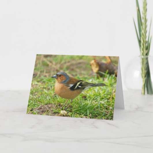 Vink - het Wenskaart van de Vink Om het even welke Kaart (Voorkant)