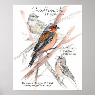 Vink Zangvogel Blauwe Kop Boomtakken Poster