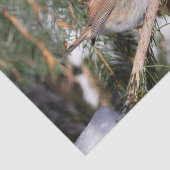 Vink zittend op dennentak tissuepapier (Detail)