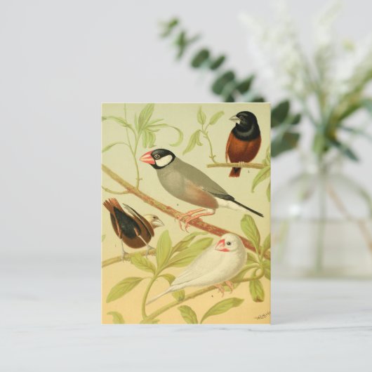 vinken en mousserende mest briefkaart (Staand voorkant)