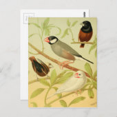  vinken en mousserende mest briefkaart (Voorkant / Achterkant)