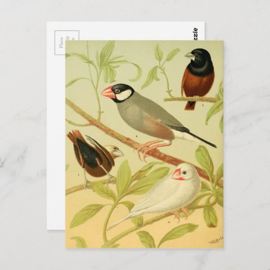 vinken en mousserende mest briefkaart (Voorkant / Achterkant)