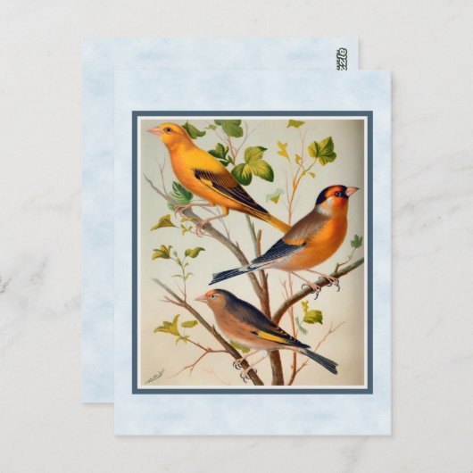  vinken en netten briefkaart (Voorkant / Achterkant)