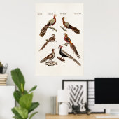 Vintage 1700s Pheasant Game Birds - Pheasant Bird Poster (Thuiskantoor)