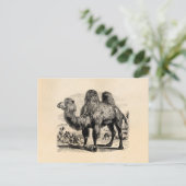 Vintage 1800 Camel - Egyptische Sjabloon van kamel Briefkaart (Staand voorkant)