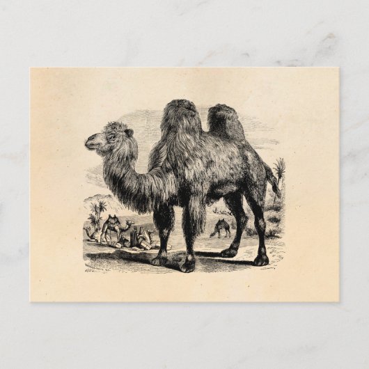 Vintage 1800 Camel - Egyptische Sjabloon van kamel Briefkaart (Voorkant)