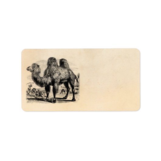 Vintage 1800 Camel - Egyptische Sjabloon van kamel Etiket (Voorkant)