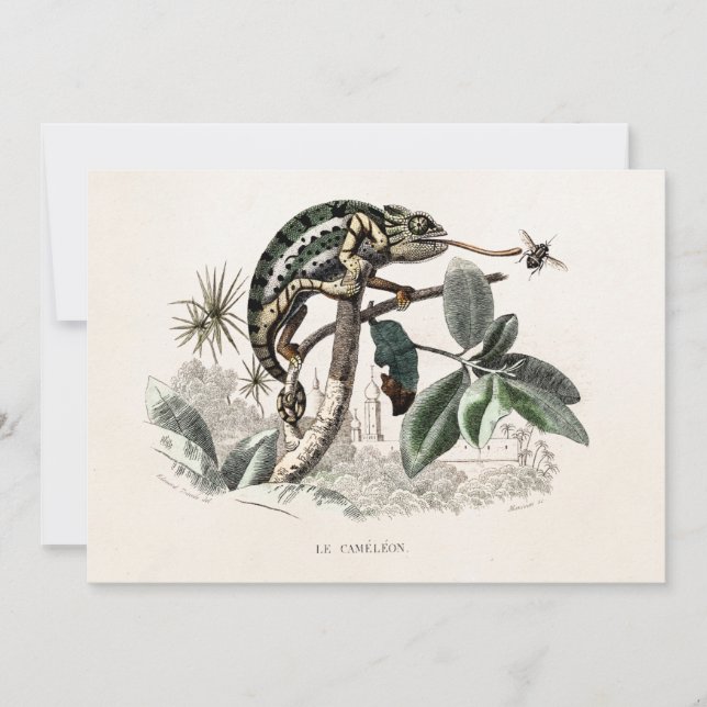 Vintage 1800 Chameleon Lizard Retro Chameleons (Voorkant)