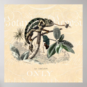 Vintage 1800 Chameleon Lizard Retro Chameleons Poster