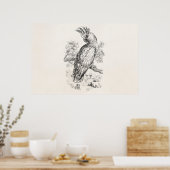 Vintage 1800: Cockato Parrot Bird Cockatiel Birds Poster (Keuken)