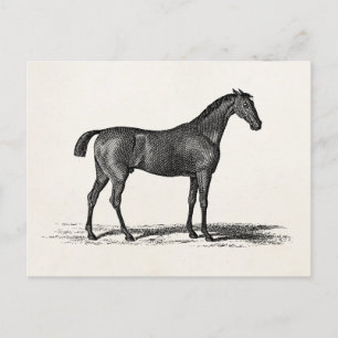 Vintage 1800 Engelse Race Horse - Racing Horses Briefkaart