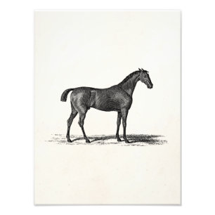 Vintage 1800 Engelse Race Horse - Racing Horses Foto Afdruk
