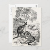 Vintage 1800: Giant Kangaroos Australian Kangaroo Briefkaart (Voorkant / Achterkant)