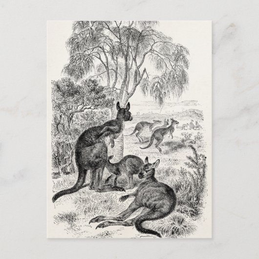 Vintage 1800: Giant Kangaroos Australian Kangaroo Briefkaart (Voorkant)