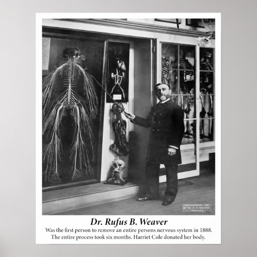Vintage 1800: Humaan zenuwstelsel Poster (Voorkant)
