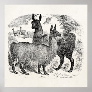 Vintage 1800 Llama Retro Llamas Alpaca Sjabloon Poster