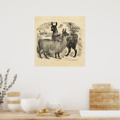 Vintage 1800 Llama Retro Roze Llamas Sjabloon Poster (Keuken)