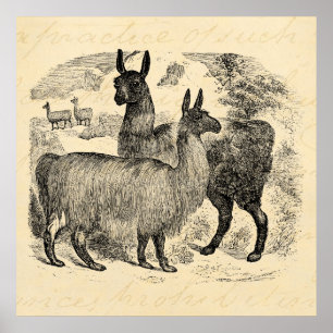 Vintage 1800 Llama Retro Roze Llamas Sjabloon Poster