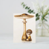 Vintage 1800: Paddenstoel Sjabloon Briefkaart (Staand voorkant)