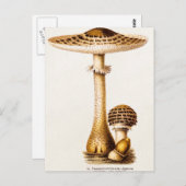 Vintage 1800: Paddenstoel Sjabloon Briefkaart (Voorkant / Achterkant)