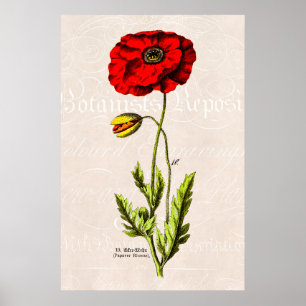 Vintage 1800 Rode papaver, wilde bloemenoppies Poster