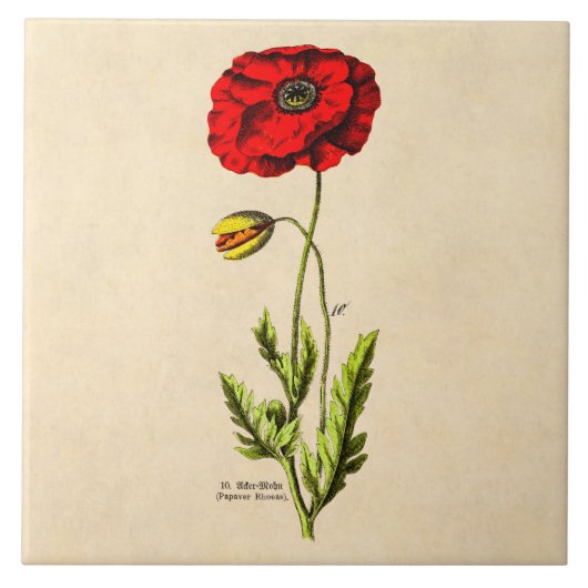 Vintage 1800 Rode papaver, wilde bloemenoppies Tegeltje (Voorkant)