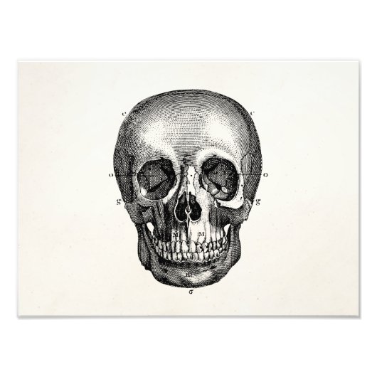 Vintage 1800 Skeletspieren Skelet Foto Afdruk (Voorkant)