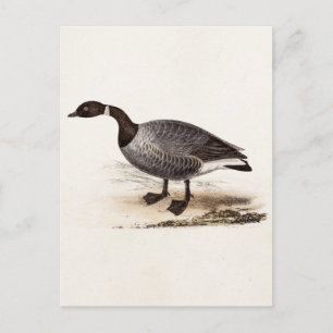 Vintage 1800s Brent Goose - Retro Gese Sjabloon Briefkaart