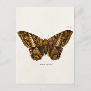 Vintage 1800s Brown Fuzzy Moth Template Butterfly Briefkaart