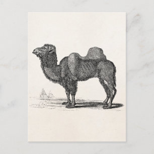 Vintage 1800s Camel Illustration - Camels Briefkaart