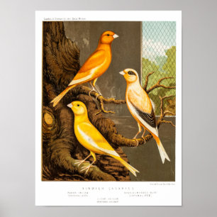 Vintage 1800s Canarische Sjablonen voor de Canaris Poster