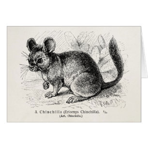 Vintage 1800s Chinchilla Chinchillas Illustration