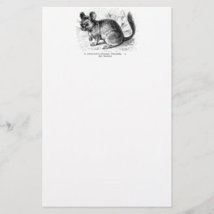 Vintage 1800s Chinchilla Chinchillas Illustration Briefpapier