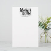 Vintage 1800s Chinchilla Chinchillas Illustration Briefpapier (Staand voorkant)
