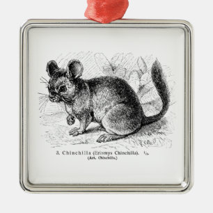 Vintage 1800s Chinchilla Chinchillas Illustration Metalen Ornament