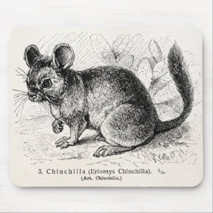 Vintage 1800s Chinchilla Chinchillas Illustration Muismat