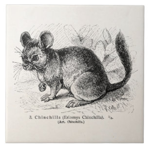 Vintage 1800s Chinchilla Chinchillas Illustration Tegeltje