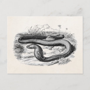 Vintage 1800s Cobra Snake Retro Cobras Drawing Briefkaart
