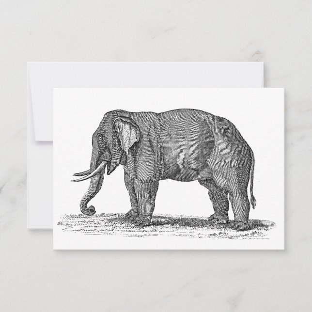 Vintage 1800s Elephant Illustration - Elephants (Voorkant)